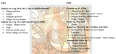 Dvorak Collection Symphonies 8 & 9 (2 CD) Marcovici Ами Фламмер Ami Flammer инфо 7198y.